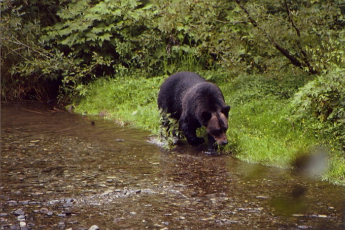 picBearsD103