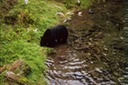 picBearsF104