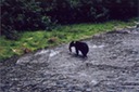 picBearsH102
