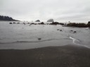 Redwoods_A_10