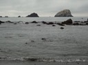 Redwoods_A_14