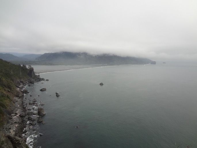 Redwoods_A_22