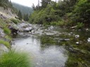 Redwoods_A_5