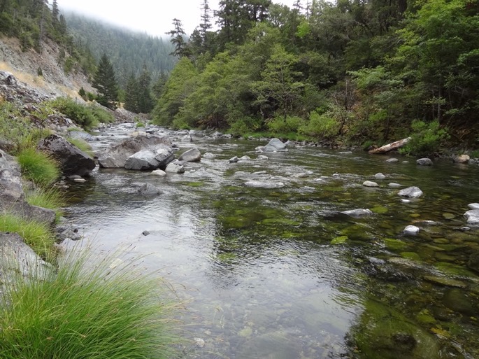 Redwoods_A_5