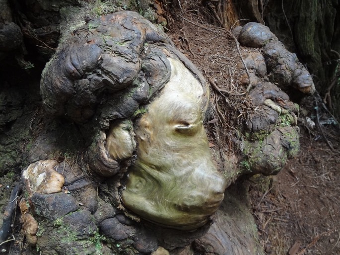Redwoods_B_11