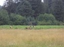 Redwoods_B_31