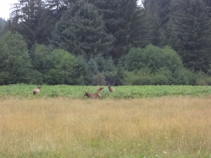 Redwoods_B_31
