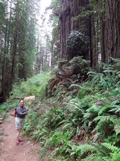 Redwoods_B_7