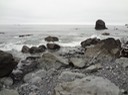 Redwoods_C_10