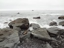 Redwoods_C_11