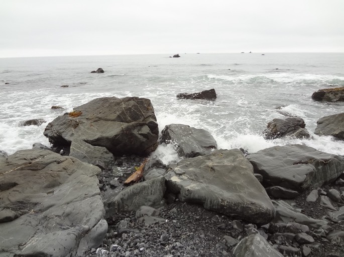 Redwoods_C_11