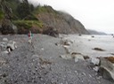 Redwoods_C_12