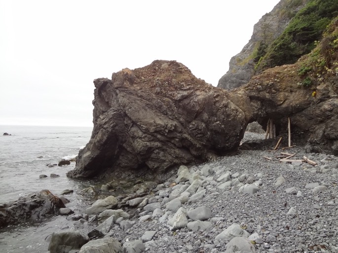 Redwoods_C_14