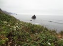 Redwoods_C_21