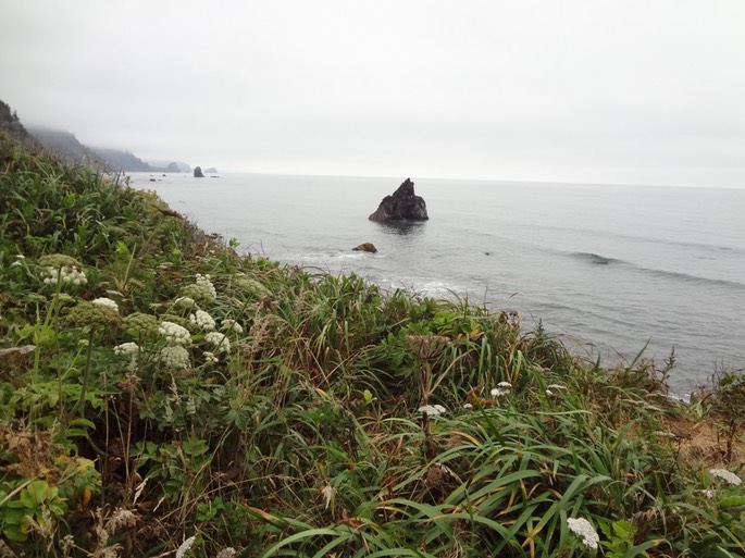 Redwoods_C_21