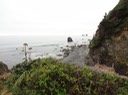 Redwoods_C_22