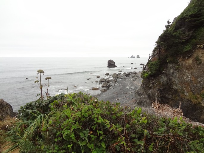 Redwoods_C_22