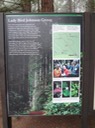 Redwoods_C_24