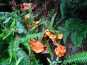 Redwoods_C_28