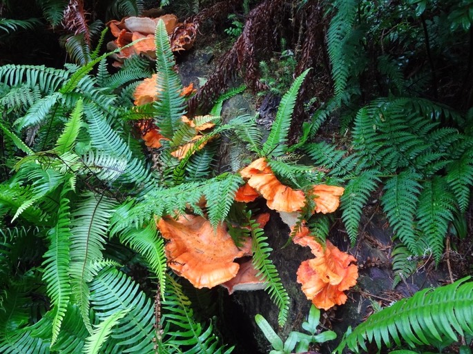 Redwoods_C_28