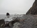 Redwoods_C_8