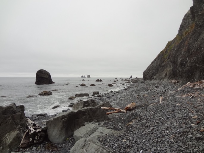 Redwoods_C_8