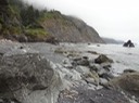 Redwoods_C_9