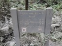 Redwoods_D_4