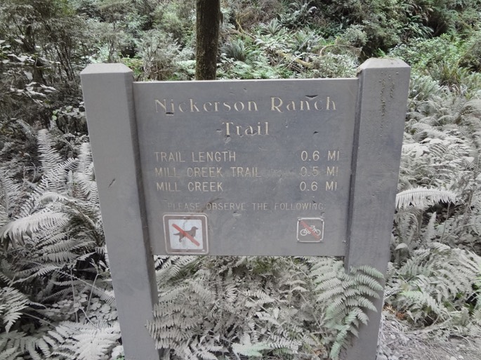 Redwoods_D_4
