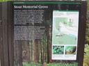 Redwoods_D_9