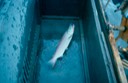 Salmon_fishing_45