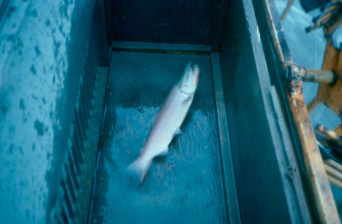 Salmon_fishing_45