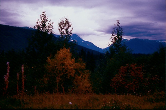 SalmonGlL