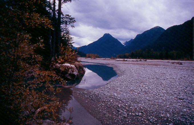 SalmonGlP
