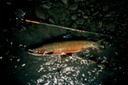 SH13FlyF