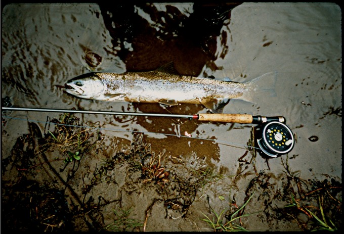 SH39FlyF