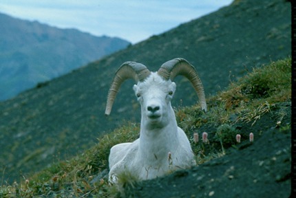 AlaskaZa02